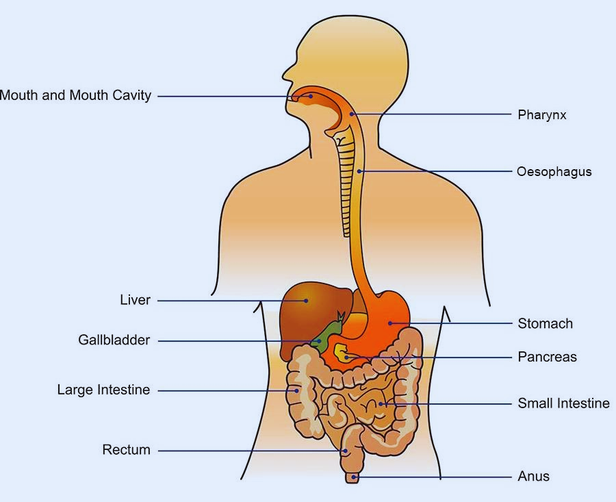 How to keep your gut healthy for a healthy life